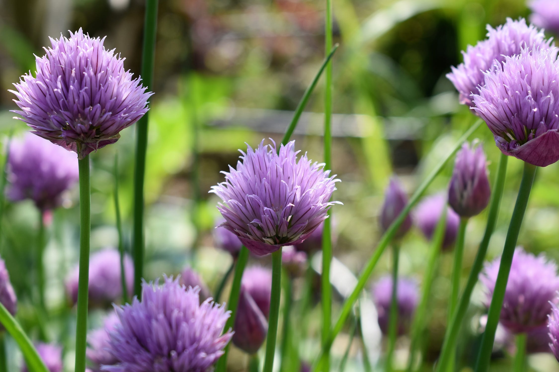 Allium
